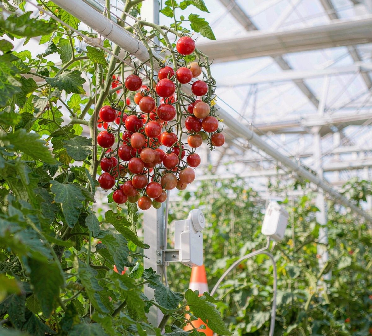 现代温室大棚内的番茄种植与无线环境传感器